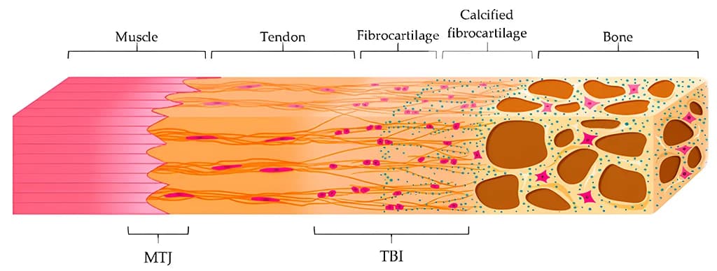 Figure 3 illustration